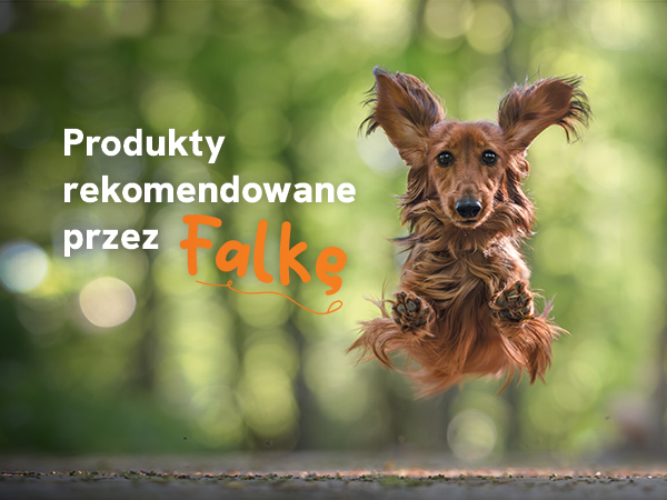 Falka rekomenduje!