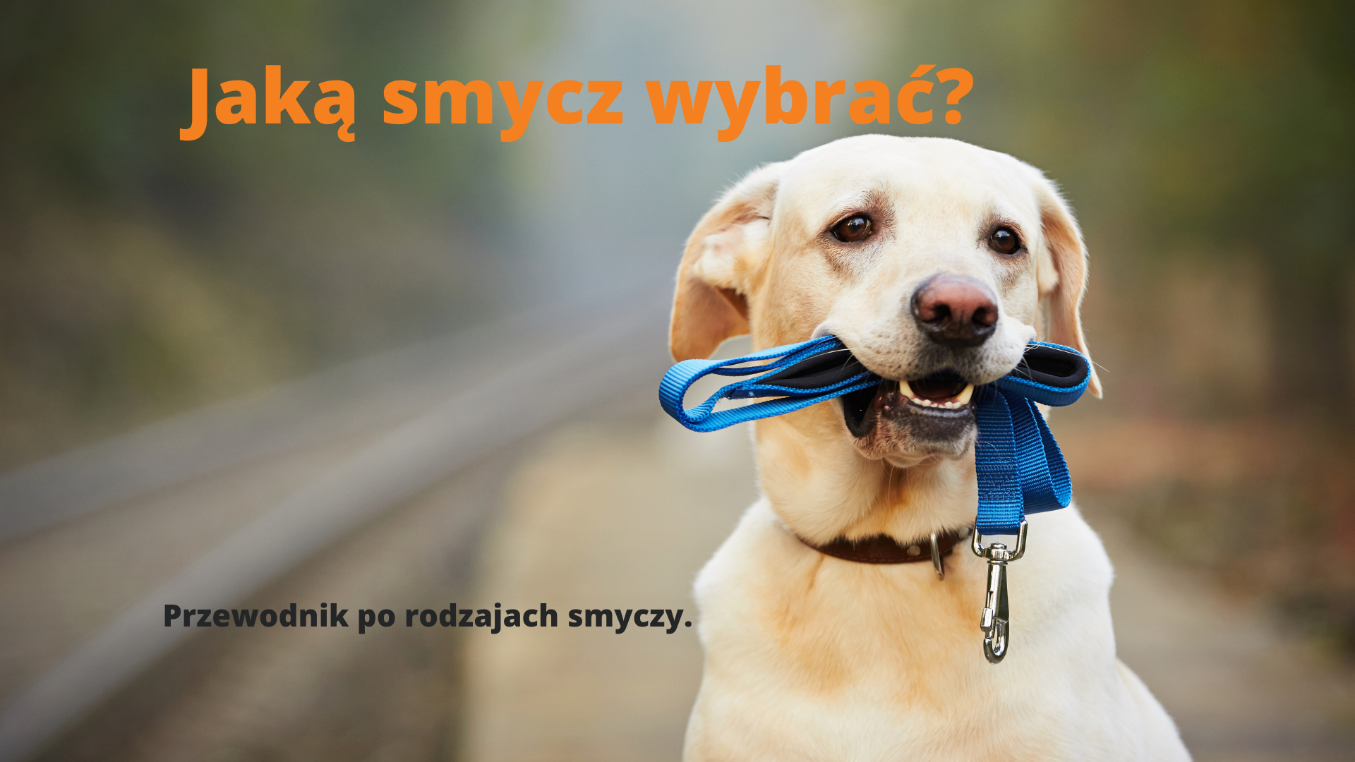 Jaka smycz wybrać?