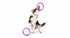 PULLER dla psa- dog fitness tool MIDI - 19,5 cm