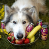 SmoothieDog Obstkorb (kosz owoców)